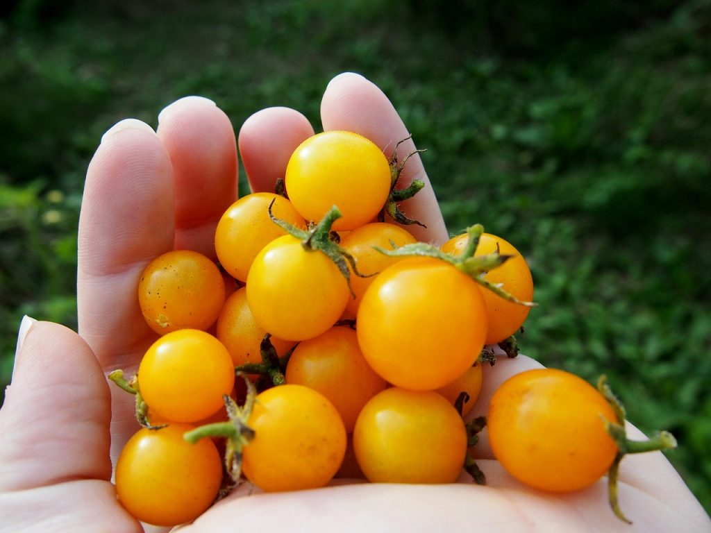 You can even use your own hands to estimate quantities of food - tomatoes, garden, vegetable